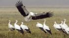 Las «mamás» cigüeña se contaminan con pesticidas cuando invernan en África