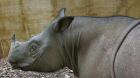 El «murmullo» de la vida urbana podría explicar la baja reproducción de los rinocerontes cautivos