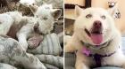La asombrosa transformación de la perrita «Miley»