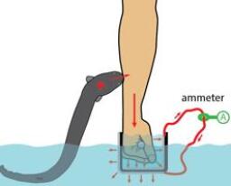 Esto Es Lo Que Puede Hacerte Una Anguila Electrica Que Salta Fuera Del Agua Esto Es Lo Que Puede Hacerte Una Anguila Electrica Que Salta Fuera Del Agua