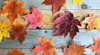 Cómo conservar hojas de otoño