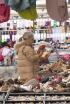 Dia de Mercado