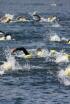 T100 Triathlon World Tour - Wollongong