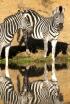 La zebra afortunada