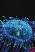 Fluorescencia: superpoder animal
